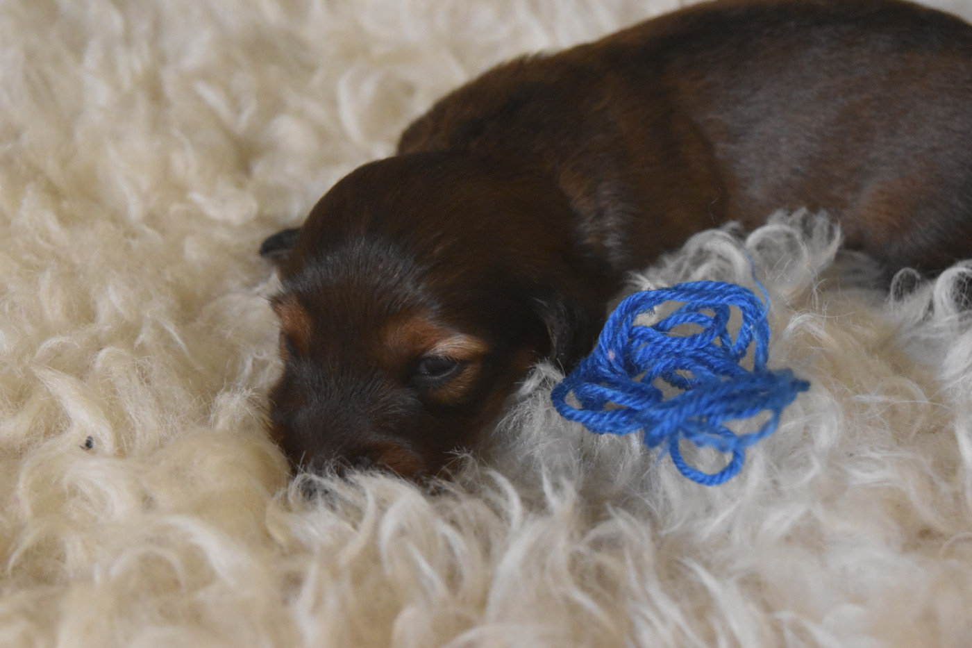 Sébastien DUBOIS-MERCÉ - Chiots disponibles - Teckel poil long