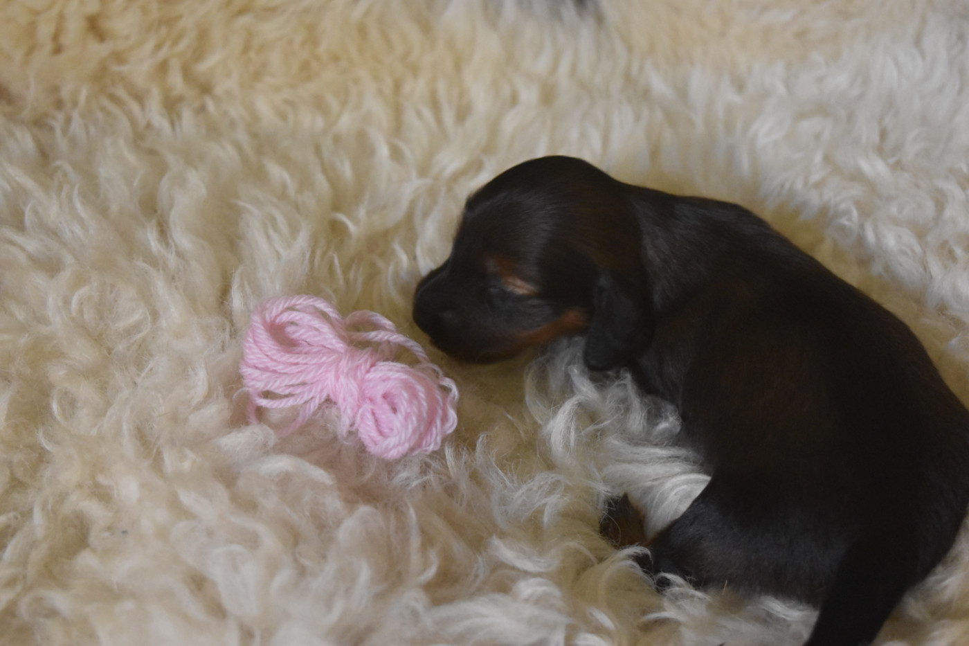 Sébastien DUBOIS-MERCÉ - Chiots disponibles - Teckel poil long